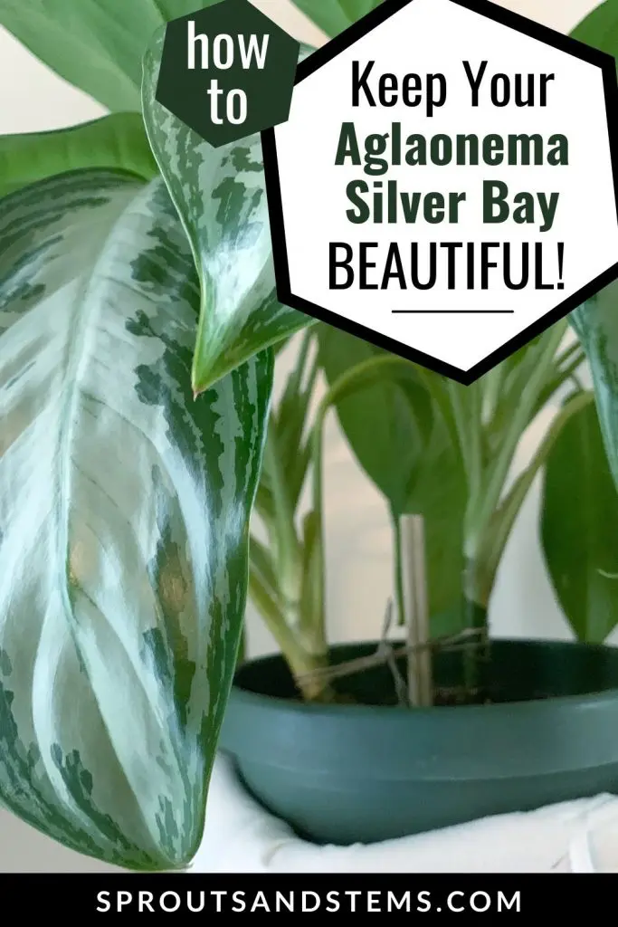 How to keep your Aglaonema Silver Bay beautiful - Pinterest Pin