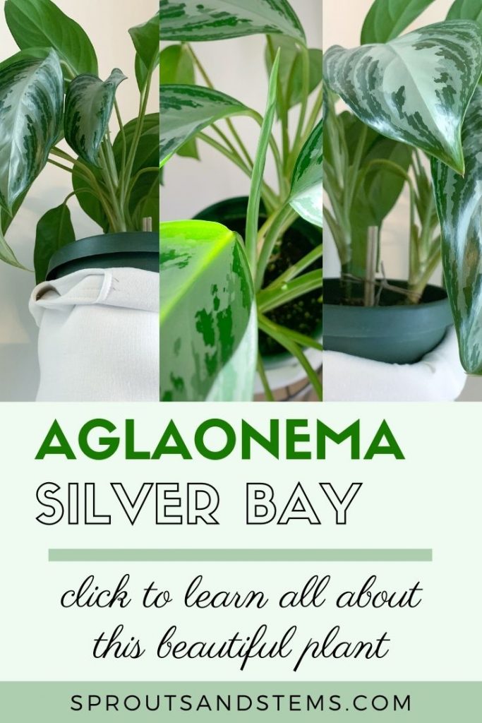 Aglaonema silver bay care pinterest pin