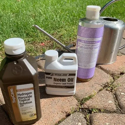 fungus gnat treatment