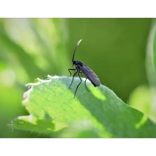 Fungus gnat on leaf