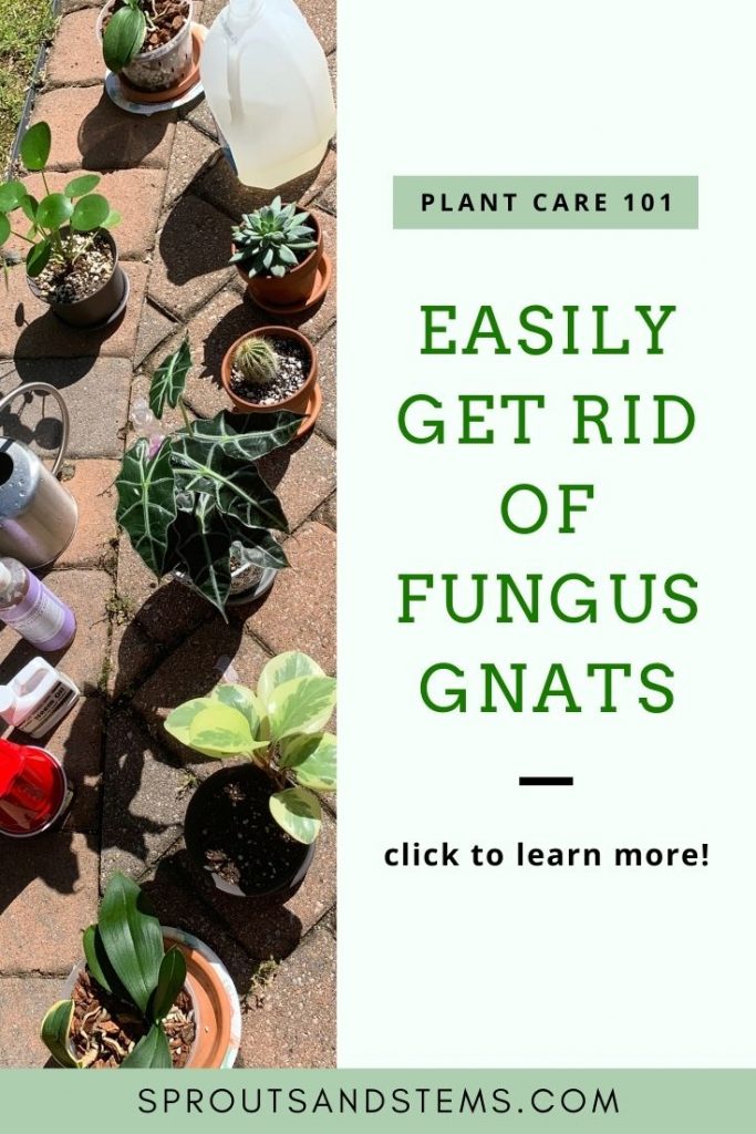Fungus gnats pinterest pin