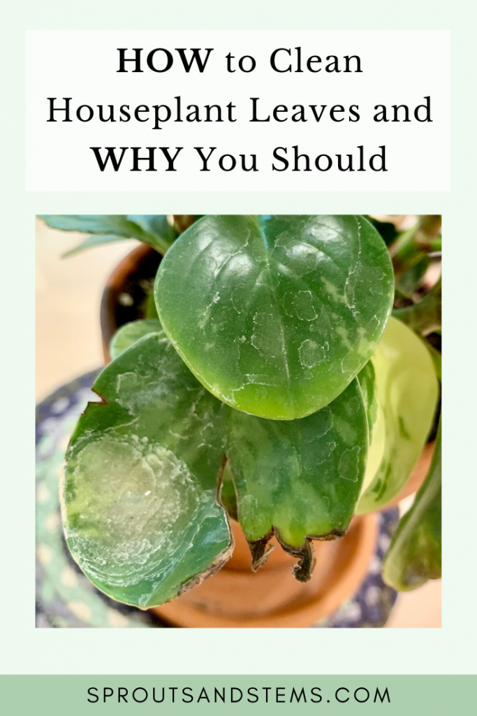 How to Clean Houseplant Leaves and Why You Should Sprouts and Stems
