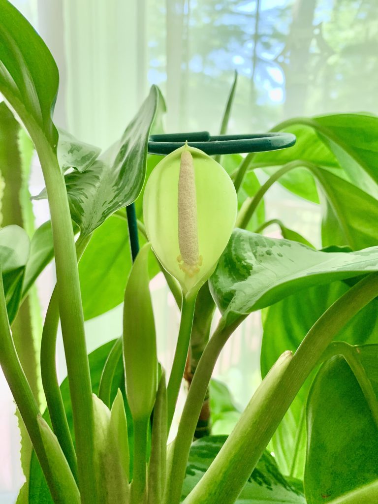 Caring for Your Aglaonema Silver Bay Sprouts and Stems Caring for Your Aglaonema Silver Bay Sprouts and Stems