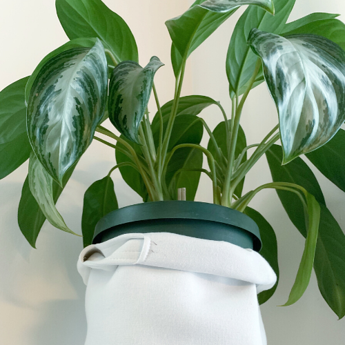 Caring For Your Aglaonema Silver Bay Sprouts And Stems,Handwriting Jobs From Home