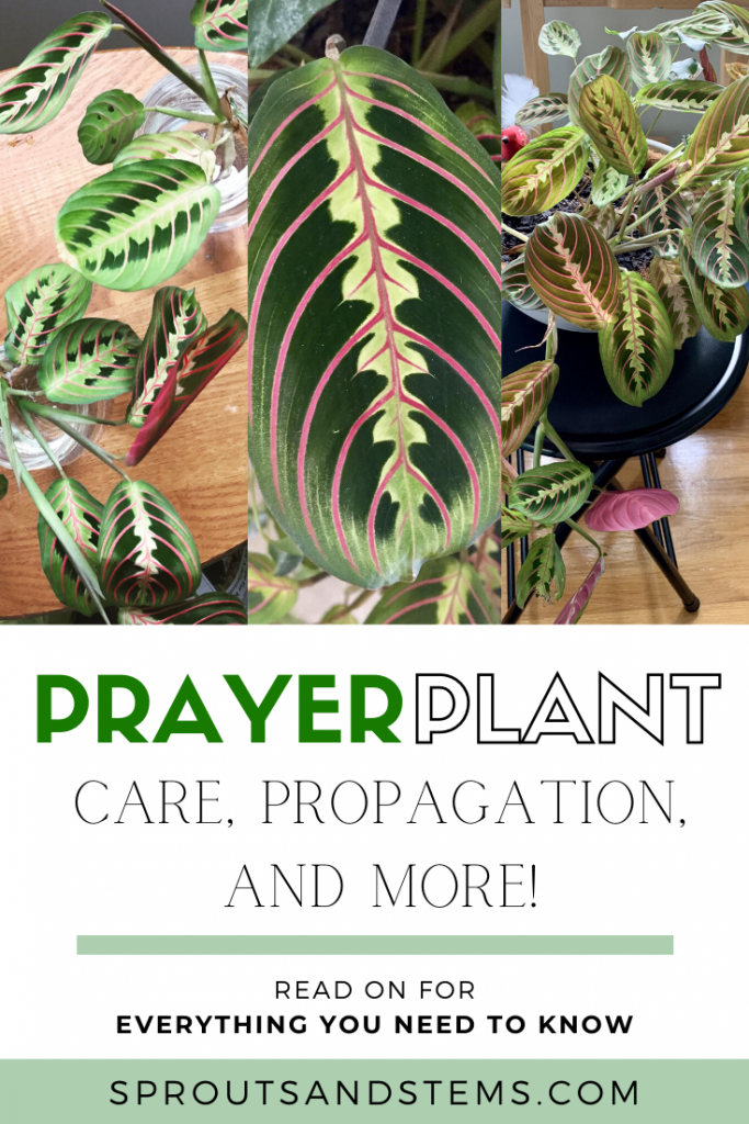 Prayer Plant Care, Propagation, and More Sprouts and Stems