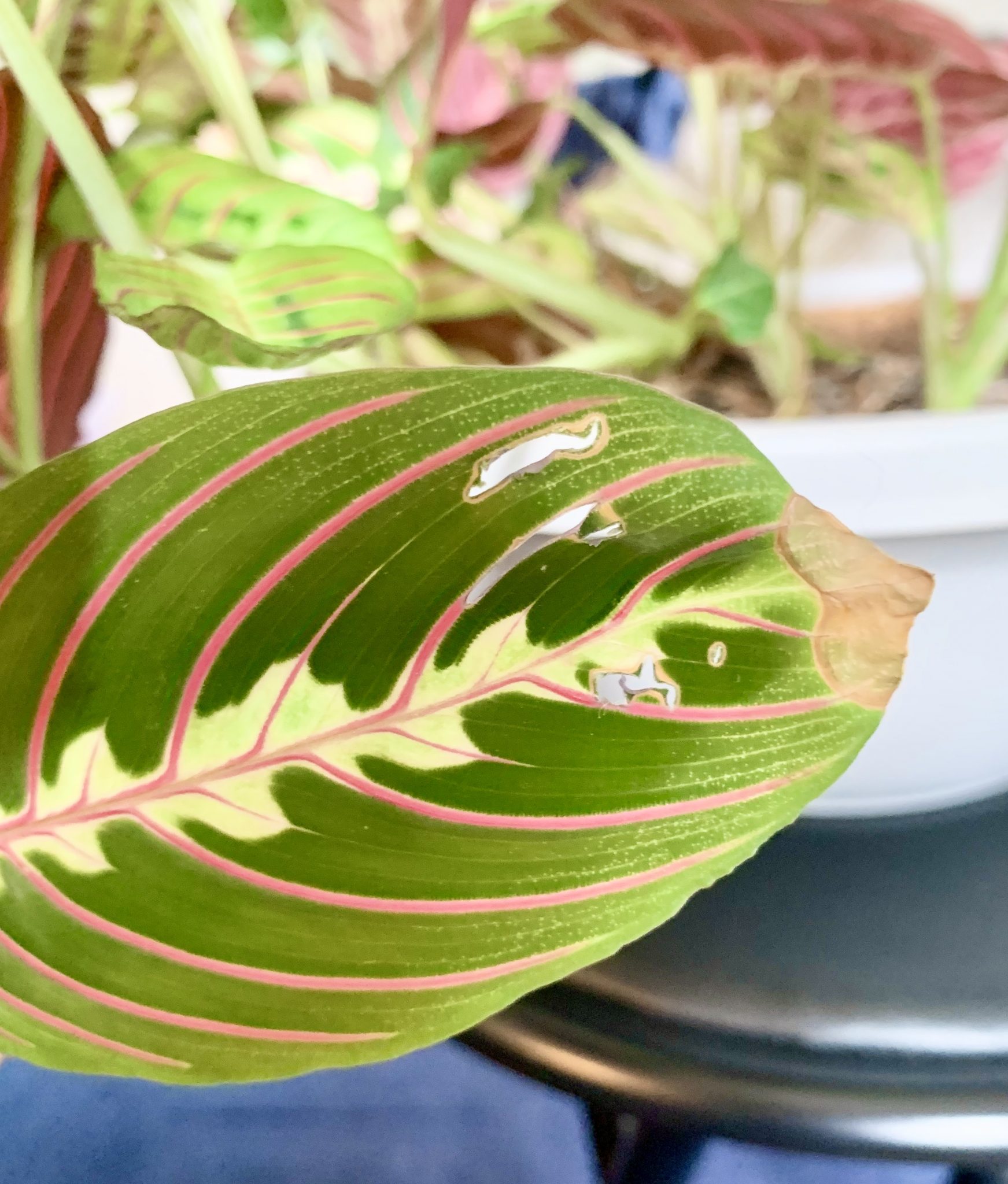 How to Fix These 5 Annoying Houseplant Problems Sprouts