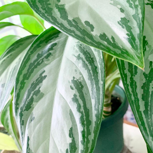houseplants as gifts