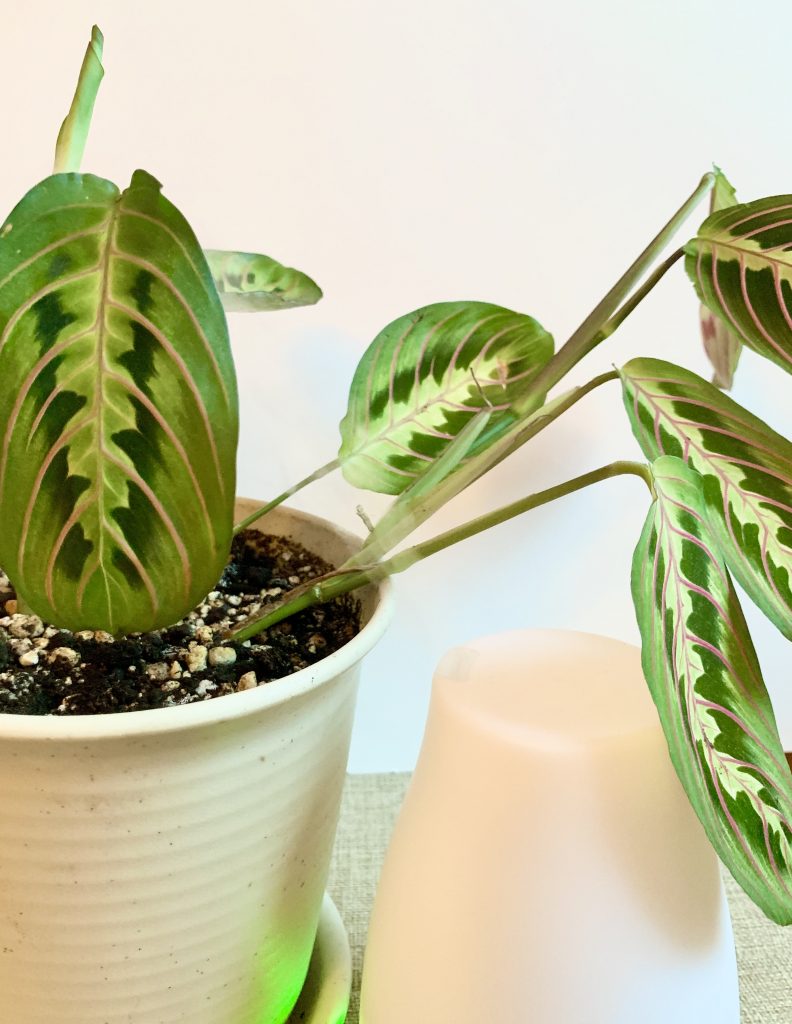 HumidityLoving Houseplants and How to Provide Humidity