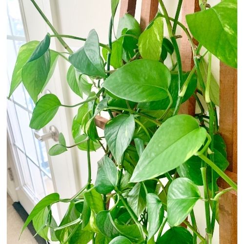 houseplants as gifts