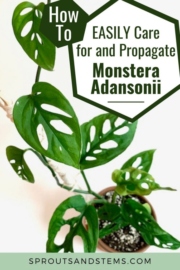 How to care for and propagate Monstera adansonii Pinterest pin