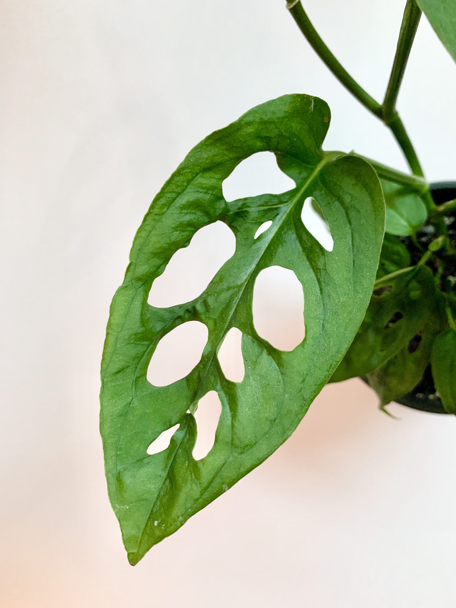 Monstera Adansonii Care and Propagation Guide Sprouts