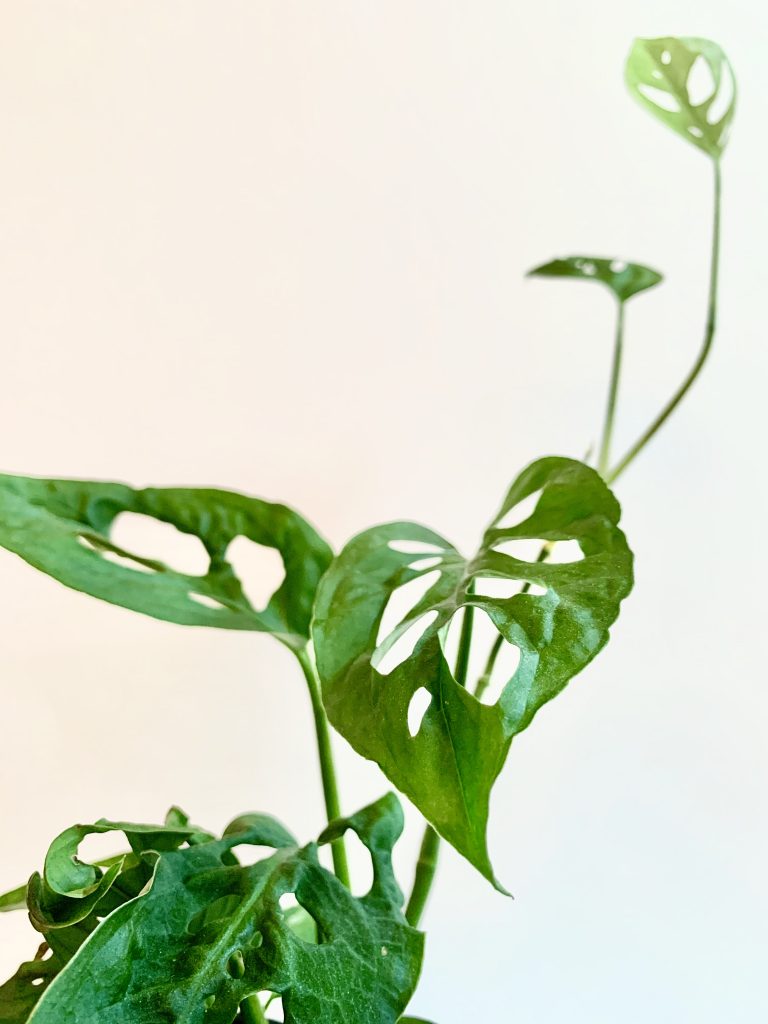 monstera adansonii