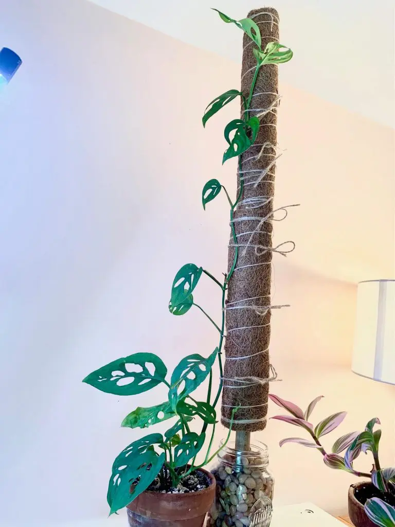 monstera adansonii on a moss pole