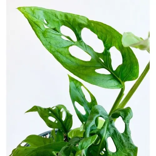 how to care for monstera adansonii