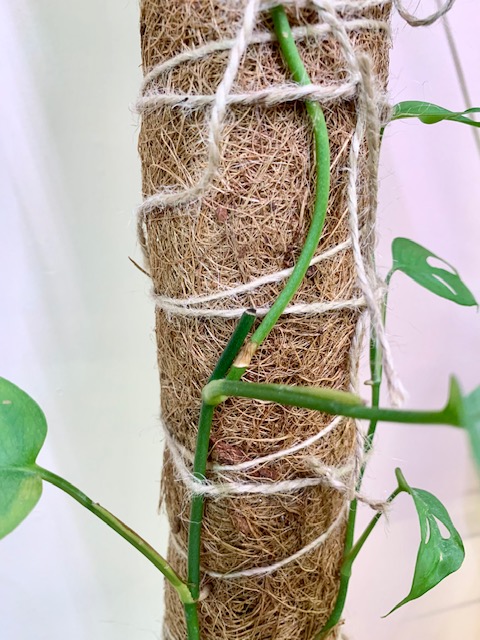 monstera adansonii vine on a moss pole