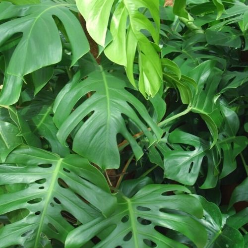 Monstera deliciosa care