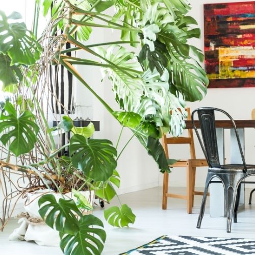 Monstera deliciosa care