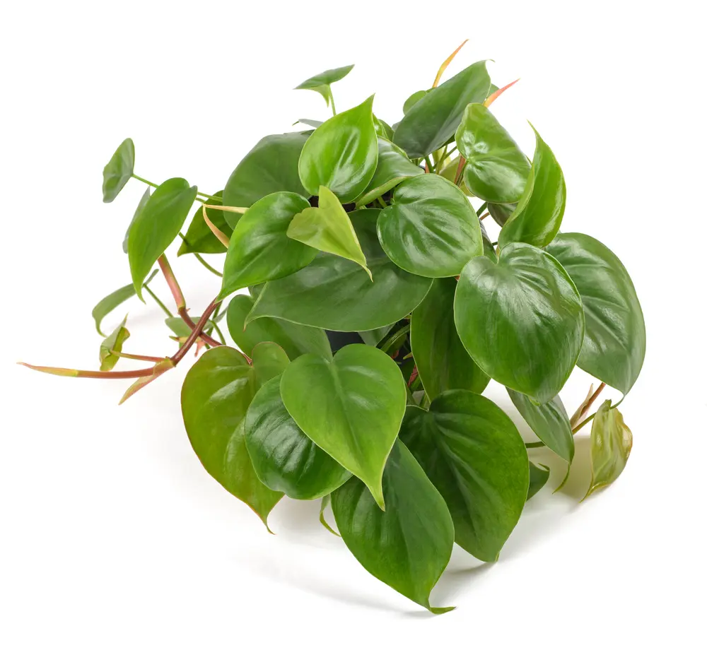 heartleaf philodendron plant