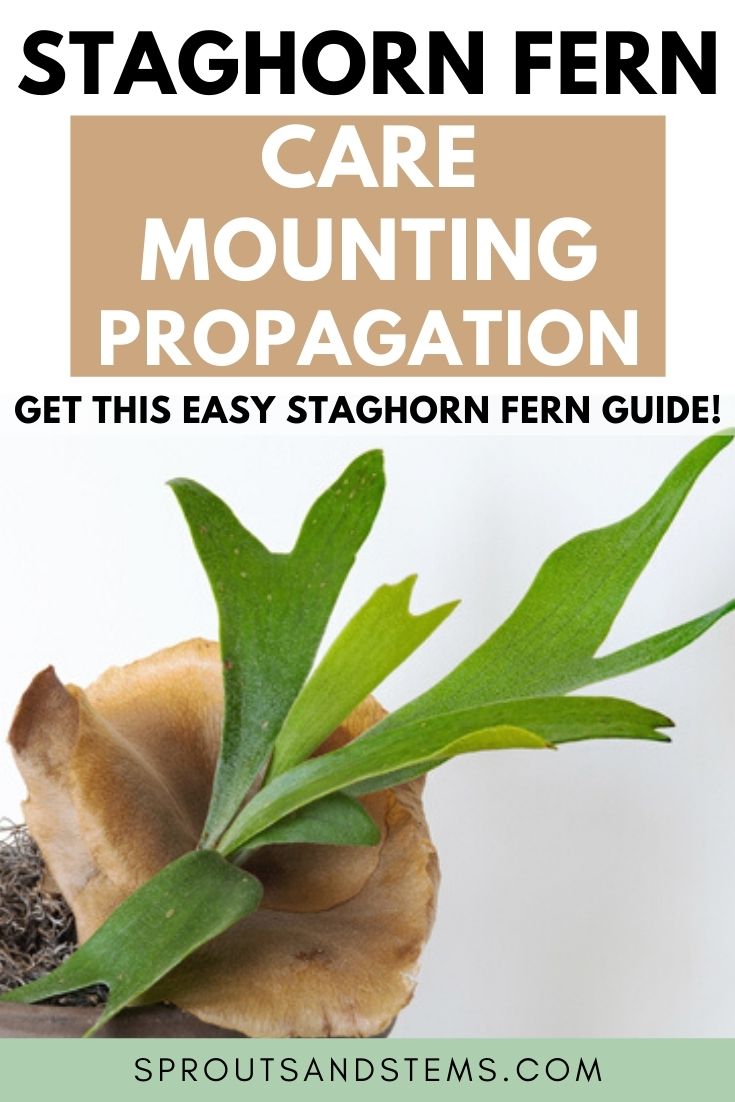 Staghorn Fern Care, Mounting, and Propagation Sprouts