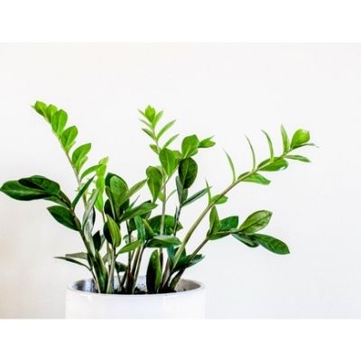 Zz Plant Care And Propagation An Easy Guide Sprouts And Stems