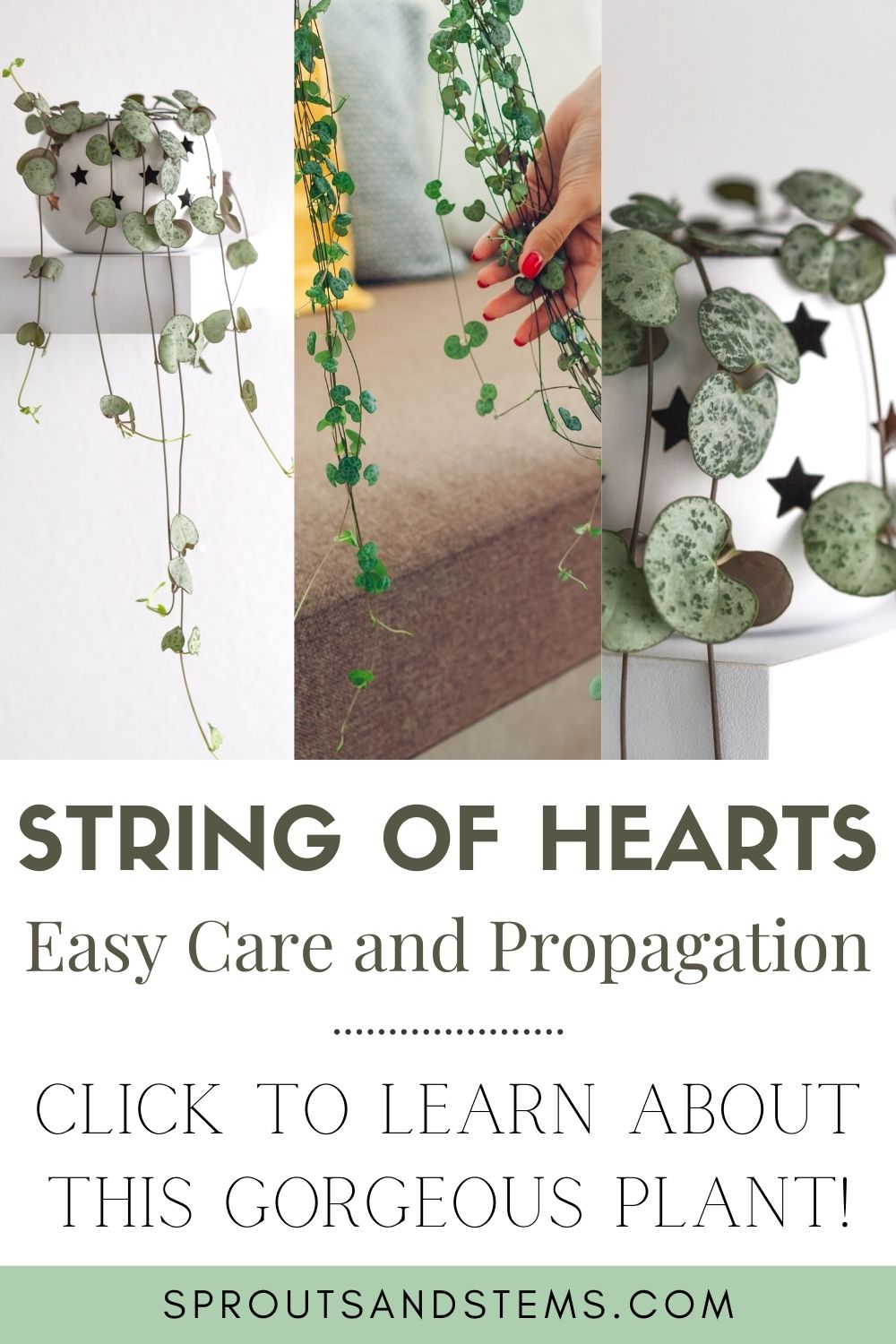 How to Care for and Propagate String of Hearts Sprouts