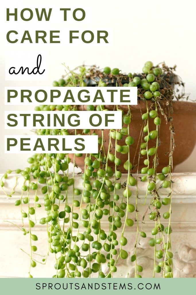 String of Pearls Care Pinterest Pin