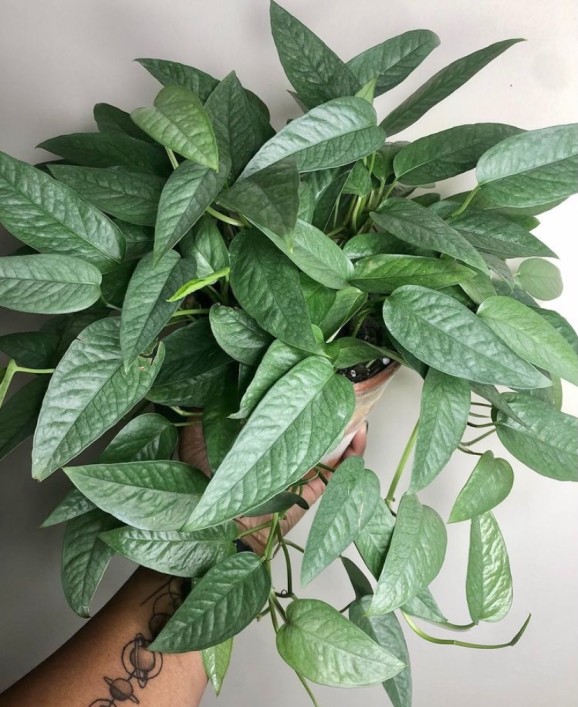 cebu blue pothos plant