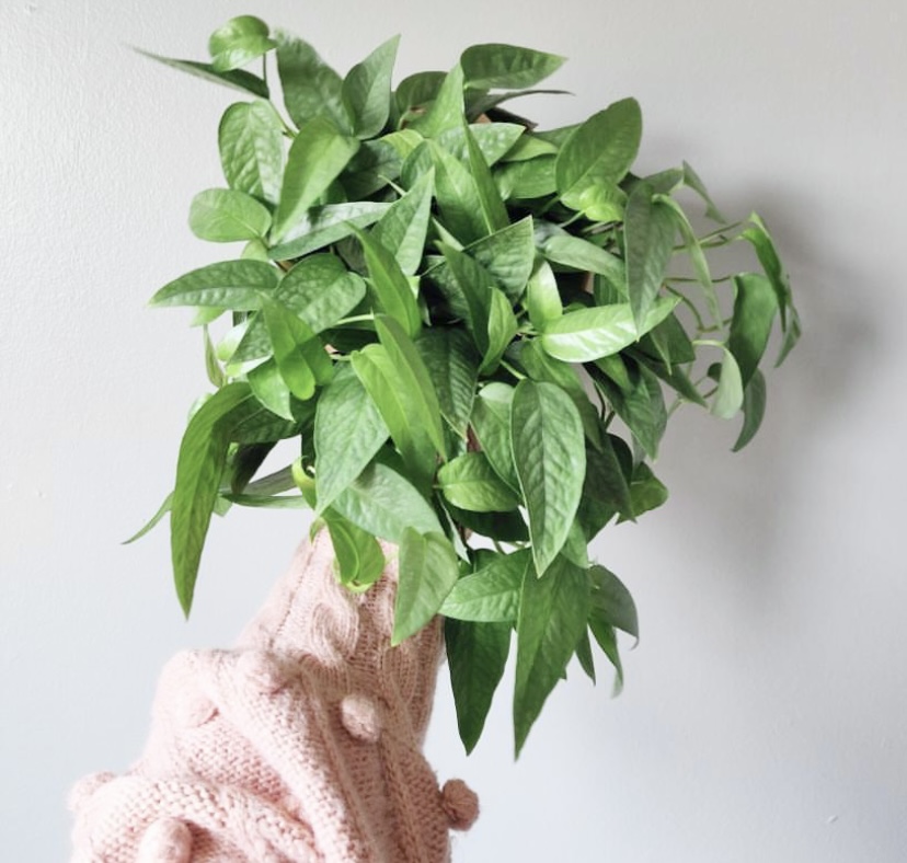 person's arm holding cebu blue pothos plant