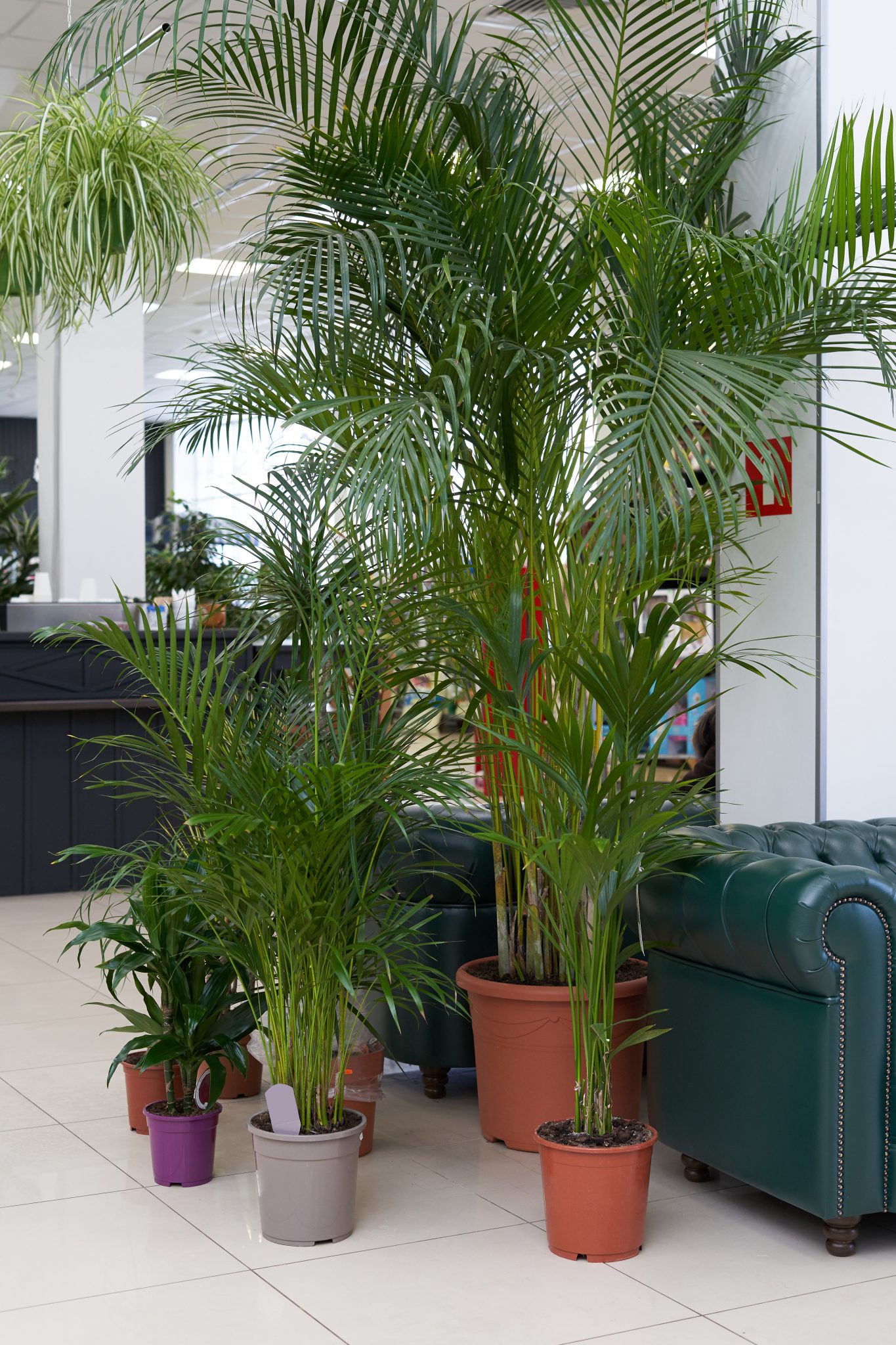 How to Care for and Propagate a Parlor Palm Sprouts and