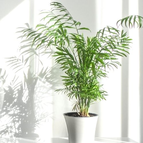 How to care for parlor palm plant