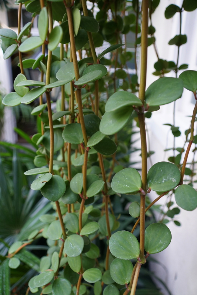Green trailing leaves of Peperomia 'Hope' plants