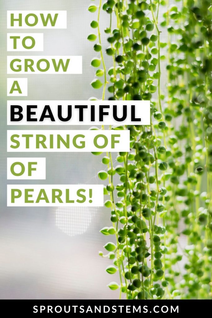 string of pearls care pinterest pin