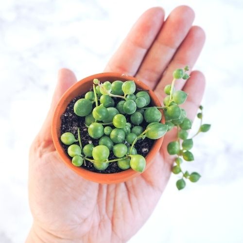 string of pearls plant