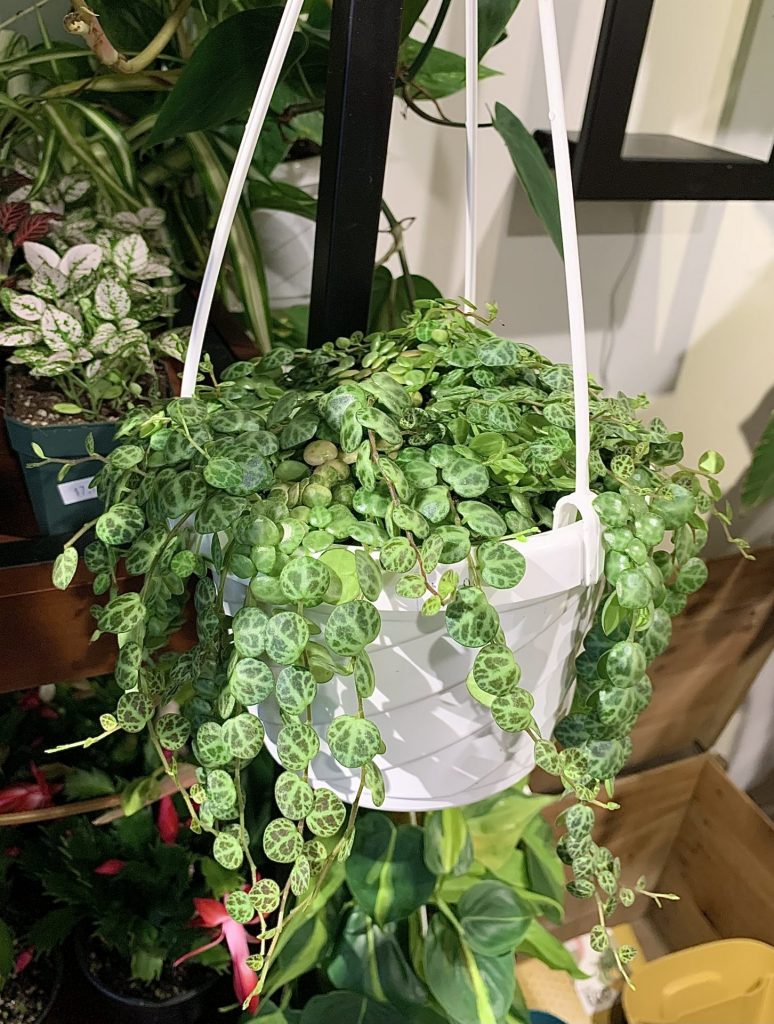 string of turtles plant in a white hanging basket