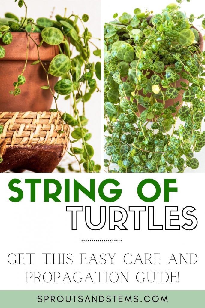 string of turtles care pinterest pin