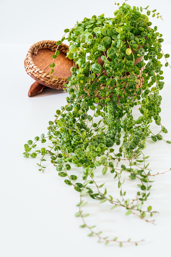 large string of turtles plant