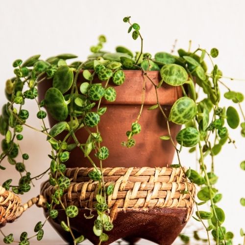 string of turtles plant