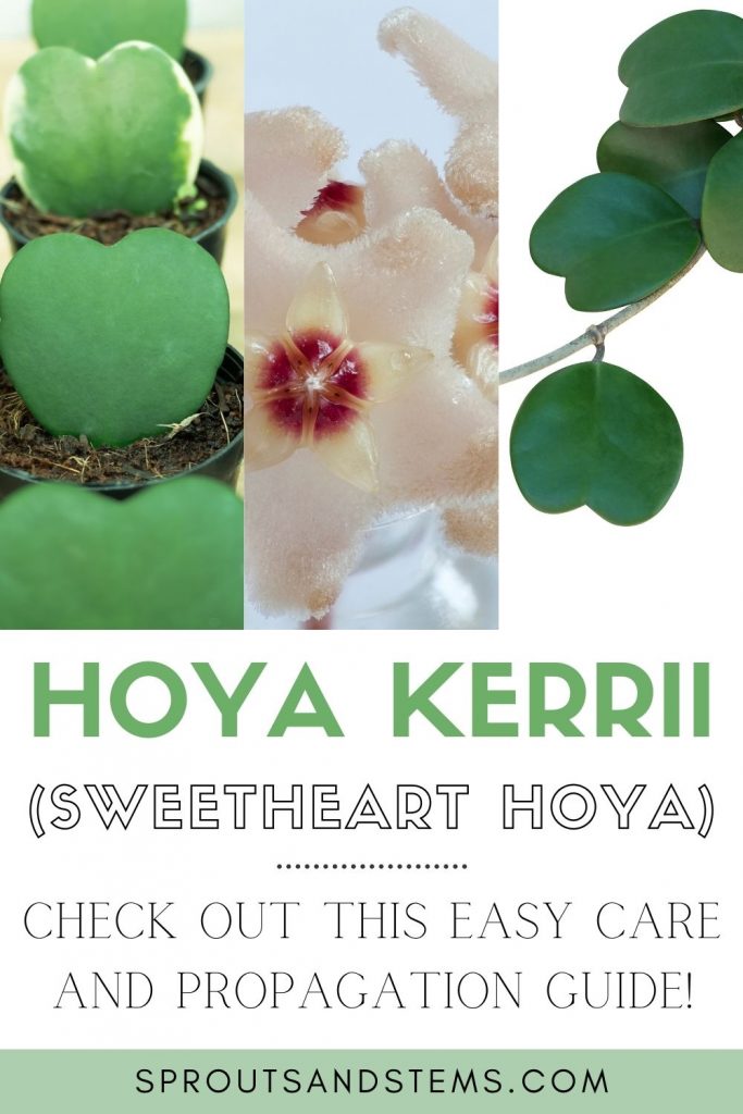 Hoya Kerrii Pinterest Pin
