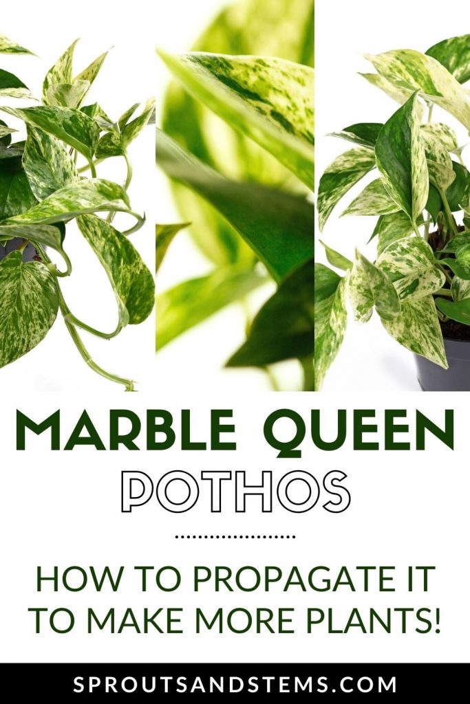 marble queen pothos propagation pinterest pin