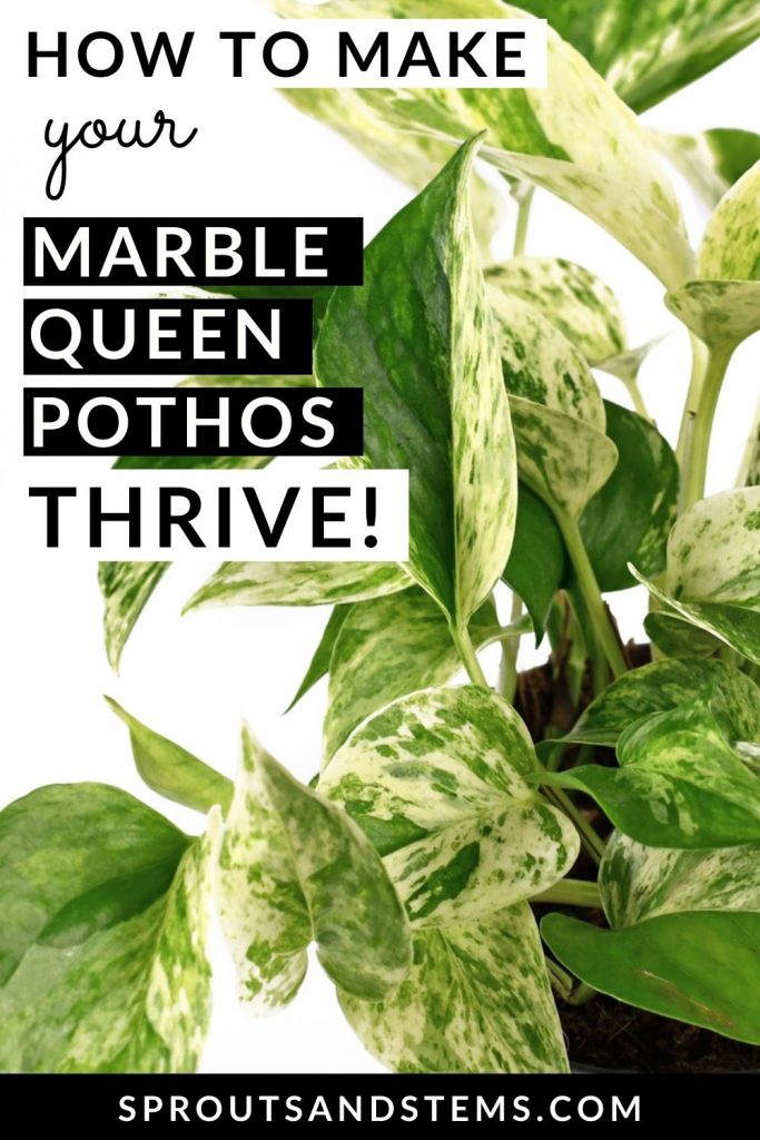 marble queen pothos care pinterest pin