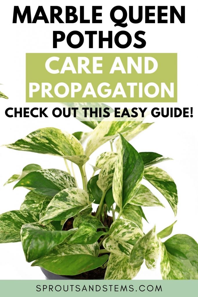 marble queen pothos pinterest pin