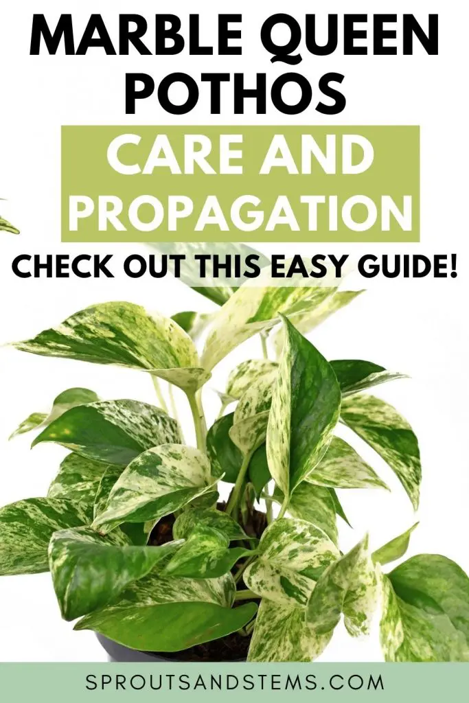 marble queen pothos pinterest pin