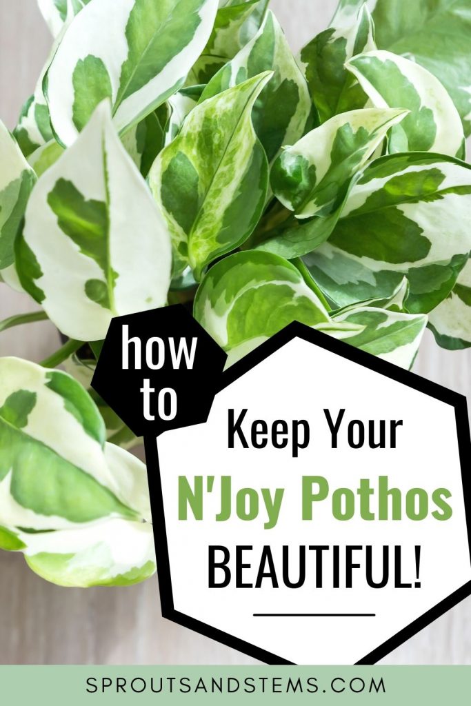 n'joy pothos care pinterest pin