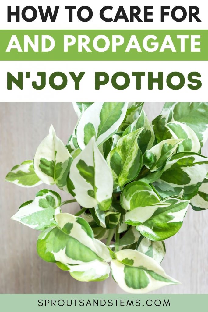 N'Joy Pothos care and propagation pinterest pin