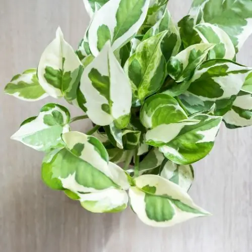 N'Joy Pothos: Care, Propagation, and More - Sprouts and Stems