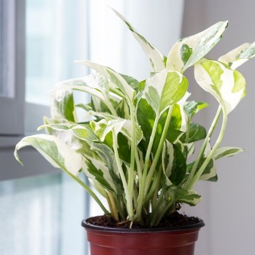 N'Joy Pothos plant in a window