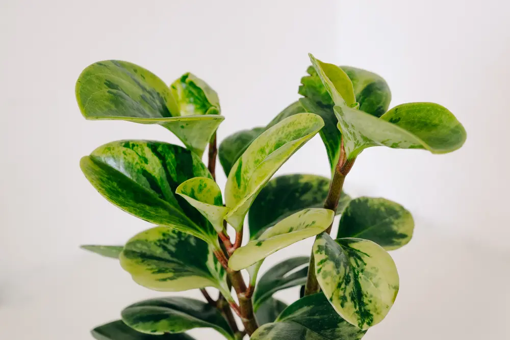 Peperomia obtusifolia variegata leaves