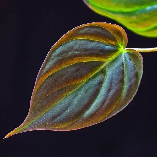 philodendron micans leaf