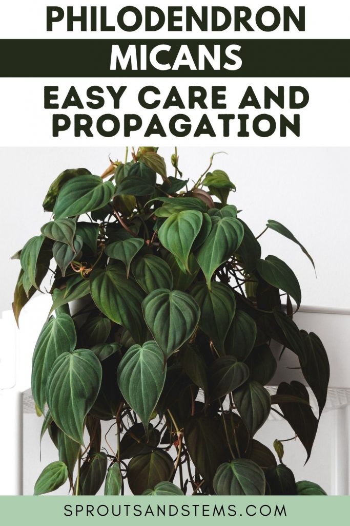 Philodendron Micans Care and Propagation Pinterest Pin