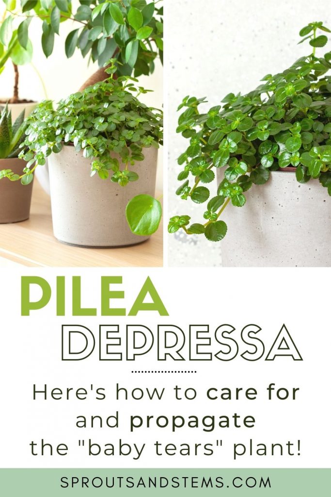Pilea depressa care and propagation pinterest pin